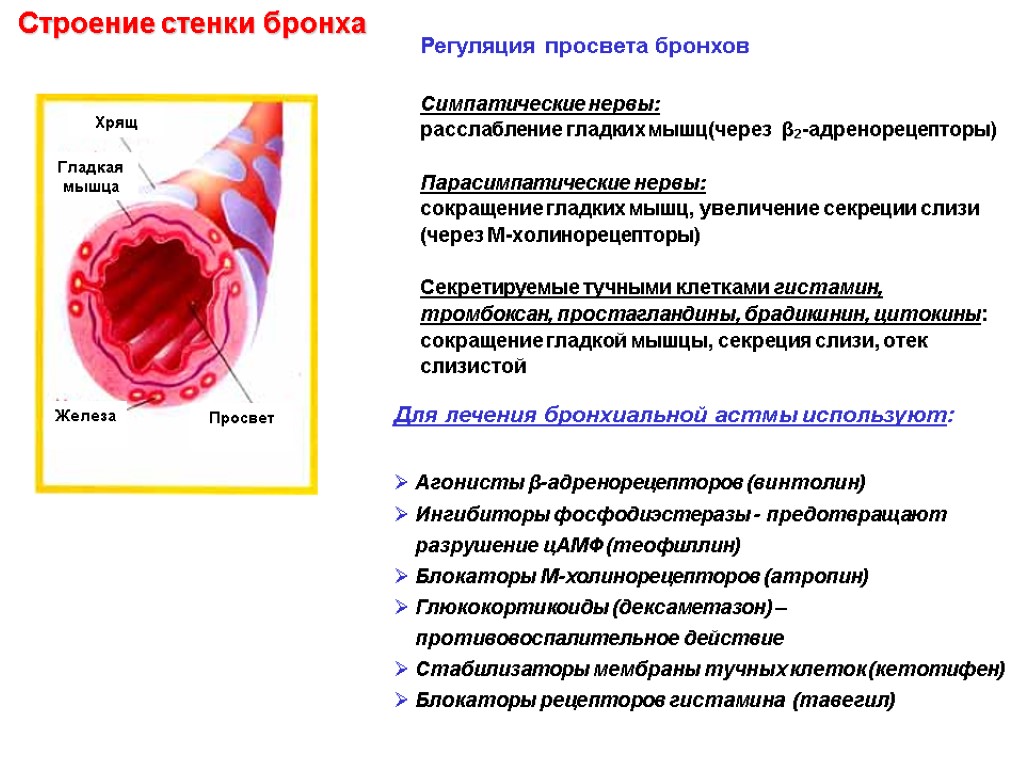 Регуляция просвета бронхов Симпатические нервы: расслабление гладких мышц(через β2-адренорецепторы) Парасимпатические нервы: сокращение гладких мышц,